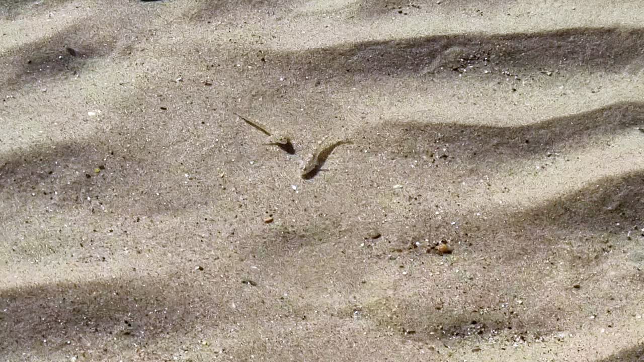 School of little black Goby fish swimming in shallow beach pool between sandy ridges
