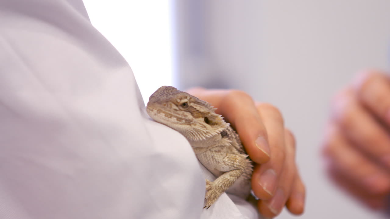 cerca de dos veterinarios acariciando a un lagarto