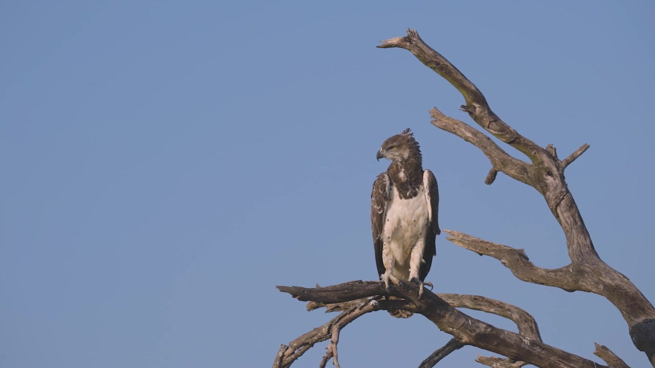 Uma águia-marcial (Polemaetus bellicosus) pousa calmamente em um galho de árvore seco contra um céu azul claro, observando seu ambiente à luz natural do dia