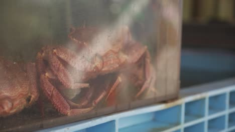 close up of red crab in tank with reflections of people walking past at at hakodate asaichi morning market