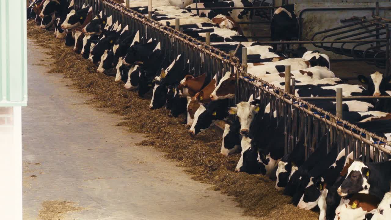 Several cows chew on hay inside a sunlit barn, captured from a low angle in natural lighting