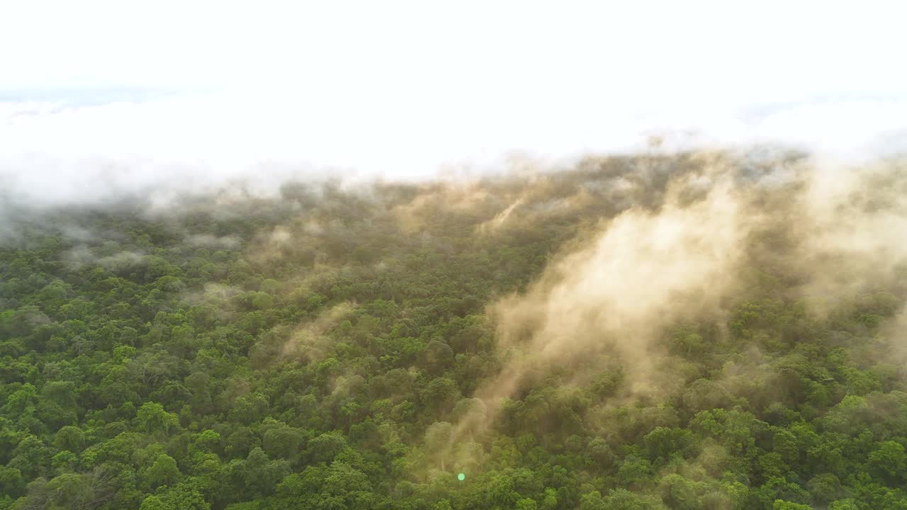 vista aérea del bosque lluvioso nublado