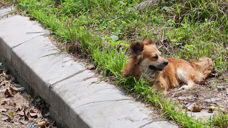 dog resting on grass by concrete steps