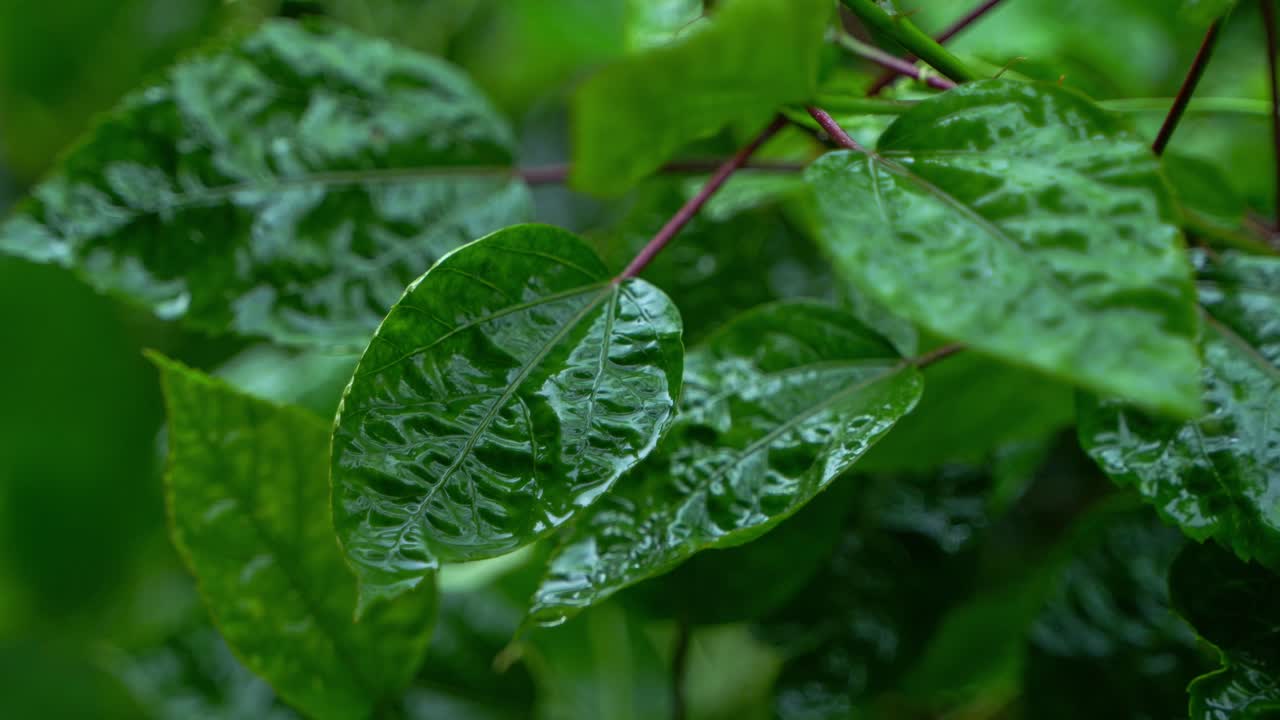 en la temporada de lluvias, el este de la india recibe fuertes lluvias durante la temporada de lluvias