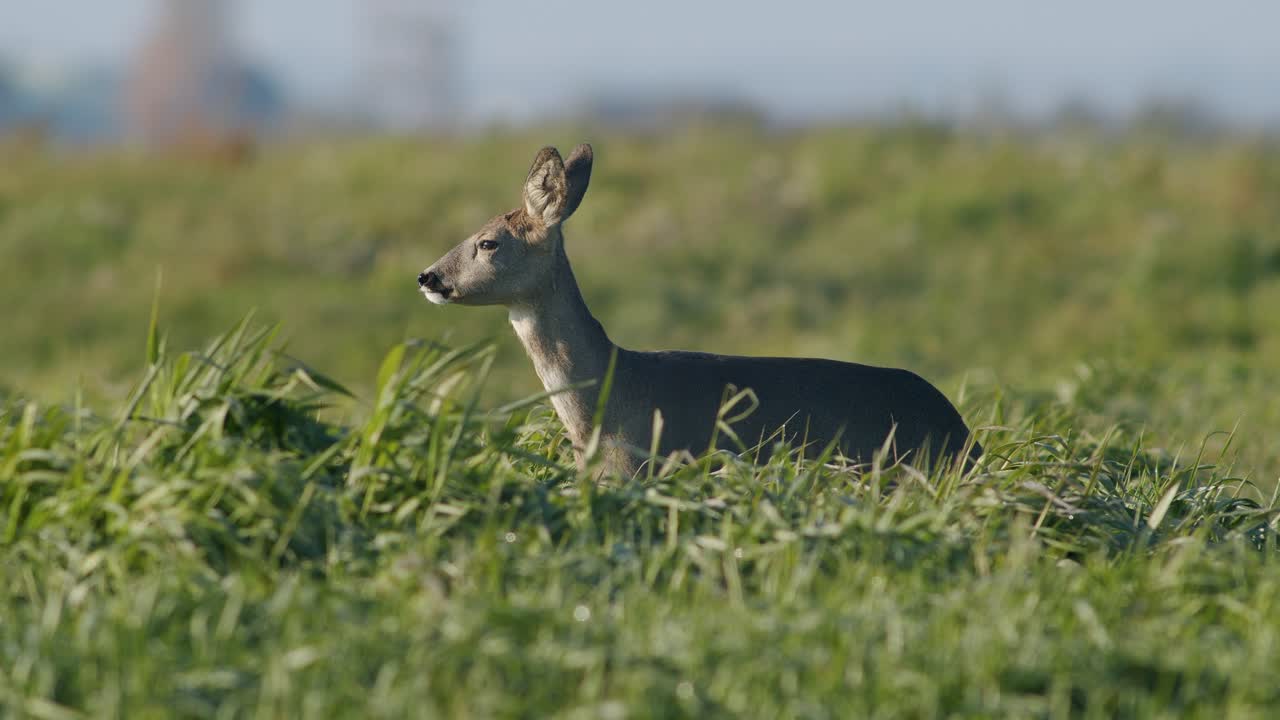 corzo salvaje común primer plano perfecto en pradera pasto otoño hora dorada luz
