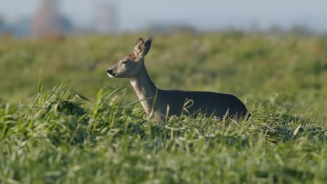 Gemeinsame-Wilde-Rehe-Perfekte-Nahaufnahme-Auf-Wiese-Weide-Herbst-Goldene-Stunde-Licht