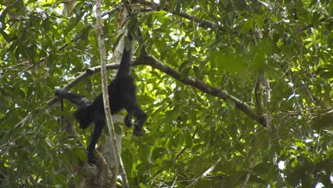 mono araña bebé se suspende con la cabeza hacia abajo, sostenido por la cola en una situación muy precaria