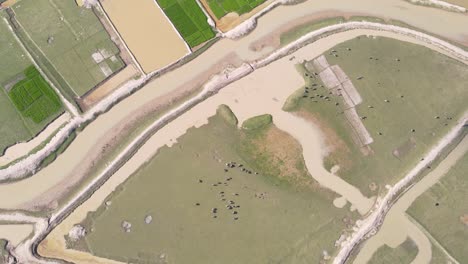 Aerial-view-of-herd-of-buffaloes-grazing-in-an-open-farmland