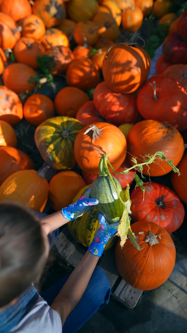 농장에서 호박을 뽑는 아이