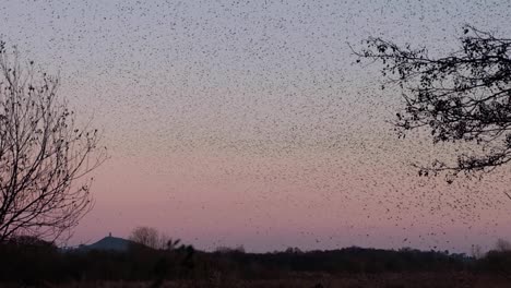 A-starling-murmuration-with-black-clouds-and-patterns,-pink-sunset,-and-St-Michael's-the-Tor-in-Glastonbury-at-Avalon-Marshes-in-Somerset,-England