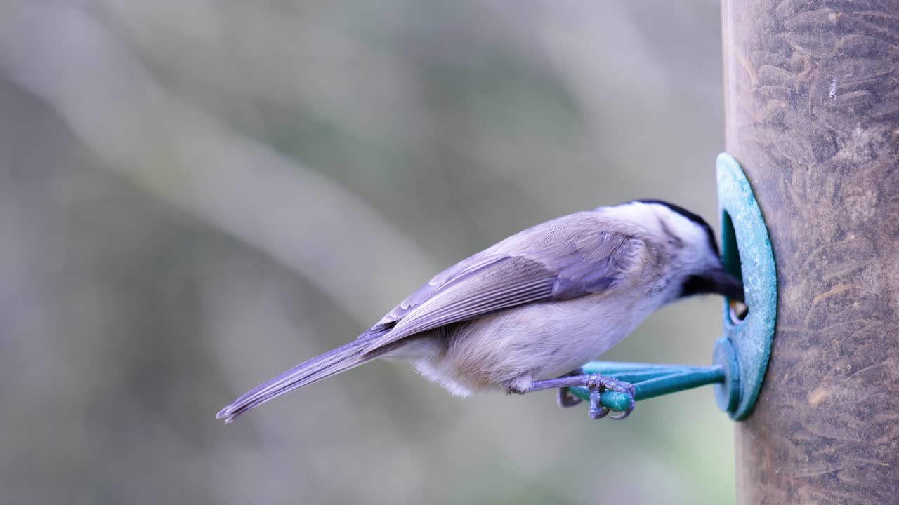 toma en cámara lenta de 4k de pájaros aterrizando en un comedero para pájaros y comiendo semillas de cerca