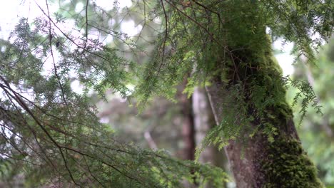 Grüne-Blätter-In-Einem-Großen,-Hohen-Baum