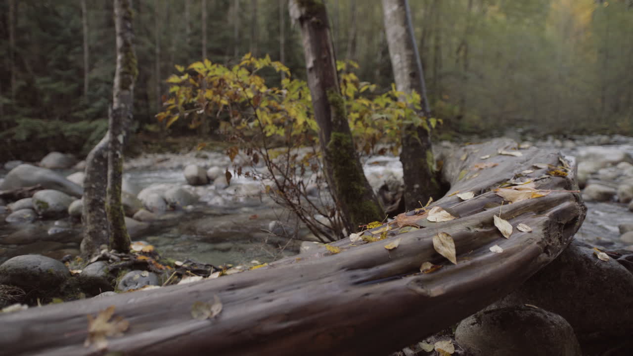Wooden log near stream in Lynn Valley covered by yellow Autumn leaves