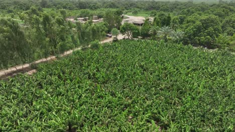 Aerial-View-Of-Mango-Farm-In-Mirpur-Khas,-Sindh-In-Karachi
