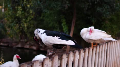 patos muscosos limpiando sus plumas en la valla de un parque que separa el parque del lago