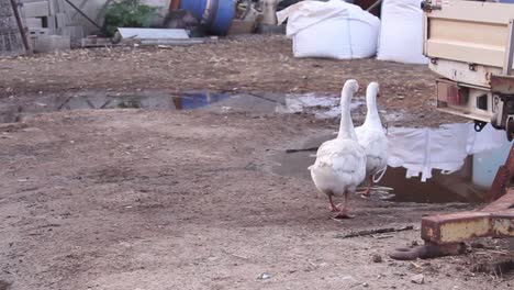 couple of geese walking close in rural farm, stepping on water puddle, day