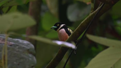 Black-and-yellow-Broadbill,-Eurylaimus-ochromalus,-Kaeng-Krachan-National-Park