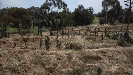 cactus desert field pan right