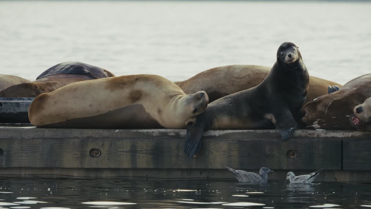 Sea lions basking on dock, golden light, Cowichan Bay serenity