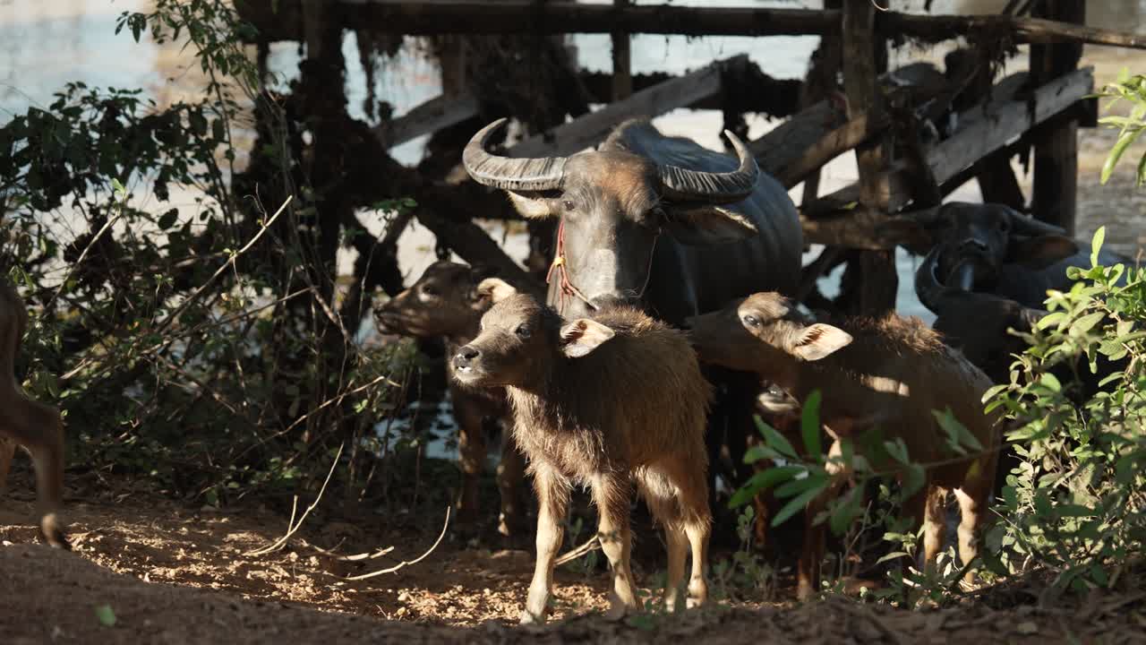 Close view of a water buffalo herd with young calves resting under a rustic wooden shelter, earthy light and authentic rural detail