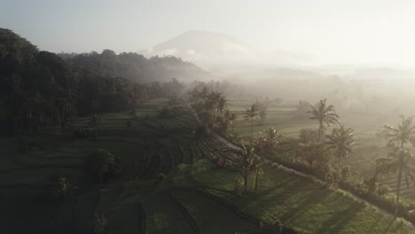 isla de bali, indonesia, imágenes aéreas de drones de un campo de arroz de palmeras con niebla temprano en la mañana