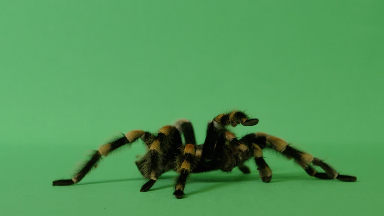 녹색 스크린에서 타란라 거미