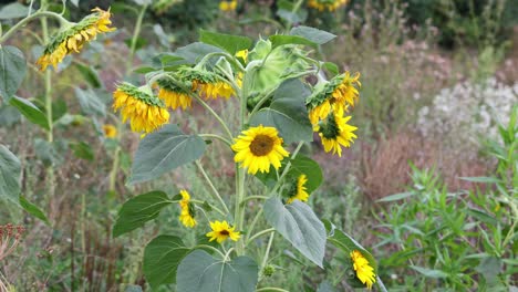 hermosos girasoles amarillos balanceándose en el viento en sauerland