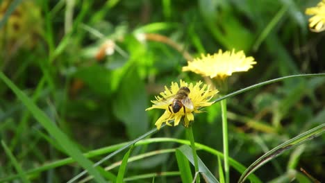 bee collecting pollen on a windy spring day