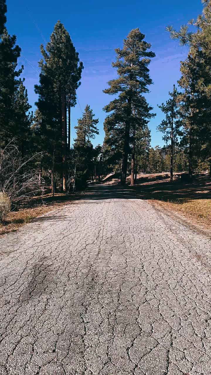 camino de campo a través del bosque de pinos