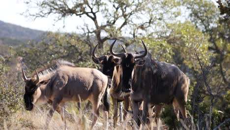 herde gnus oder gnus in der afrikanischen savanne