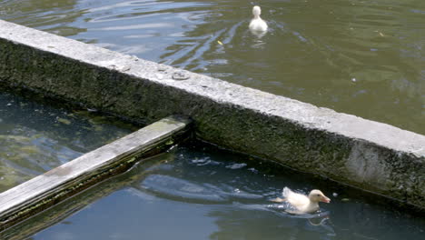 pequeños patos nadando en aguas poco profundas