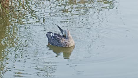 duck in the lake nature wildlife water view slow motion