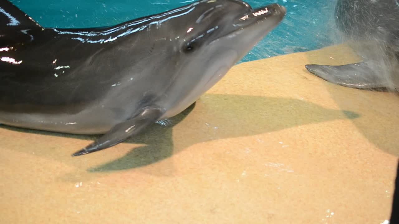 Delfini in piscina. Delfini vivi.