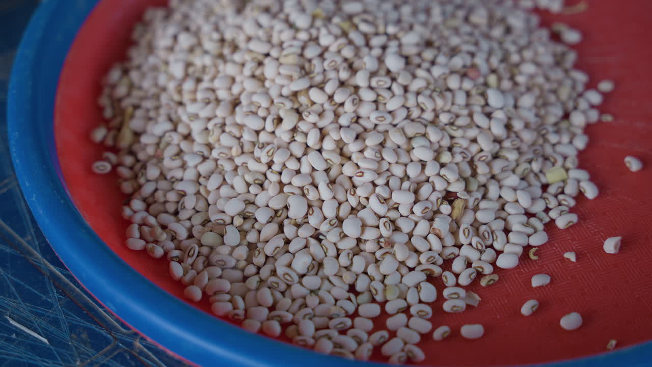 Hand sorting beans on blue rim. Rustic kitchen scene of beans being sifted and organized by hand. Intimate view of homeowner preparing dry beans through sorting and tactile selection process