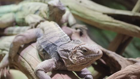 cuban rock iguana on a branch