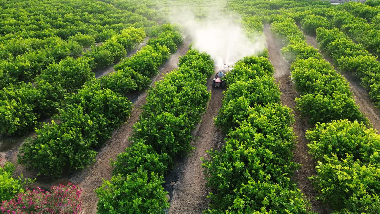 Un contadino anonimo che guida un trattore spruzza pesticida sugli alberi di limoni