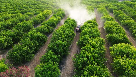 anonymous farmer driving tractor spraying pesticide on lemon trees