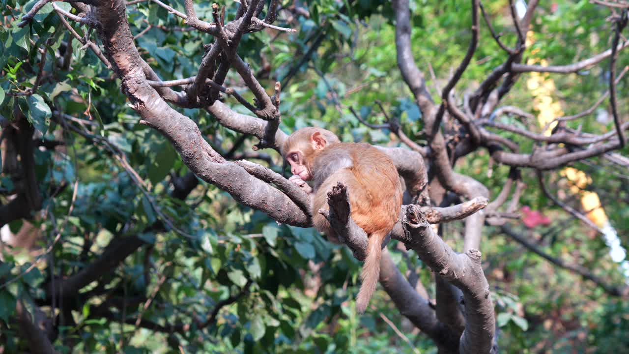 un mono macaque rhesus bebé sentado en un árbol a la luz del sol de la mañana