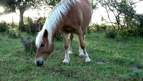 caballo salvaje en el prado