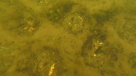 vista del lecho del lago a través del agua poco profunda del lago