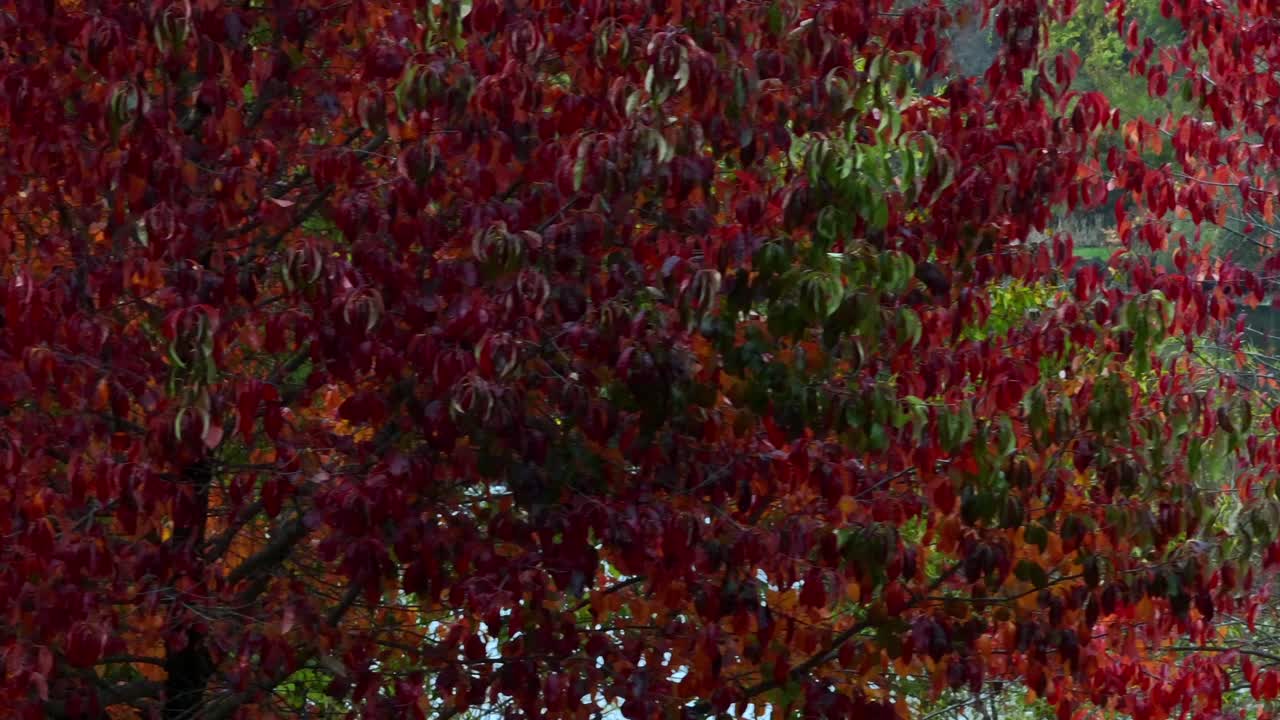 una baja altitud, vista aérea de un árbol con hojas rojas en un parque en un día nublado en otoño