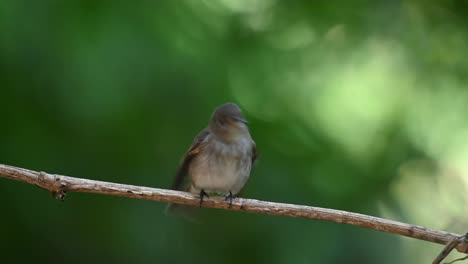 wagging its tail up and down then flaps its wings as it chirps while looking towards the camera, asian brown flycatcher muscicapa dauurica, thailand