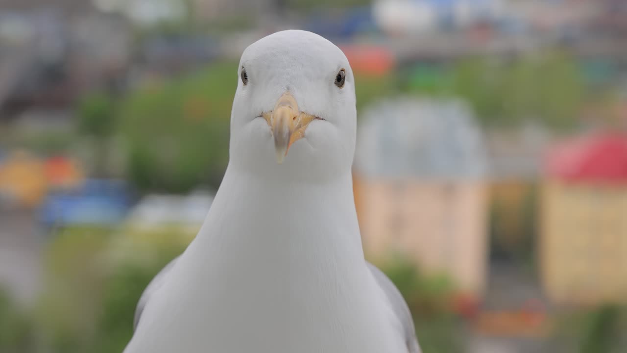 근접 촬영으로 바다표범의 머리.