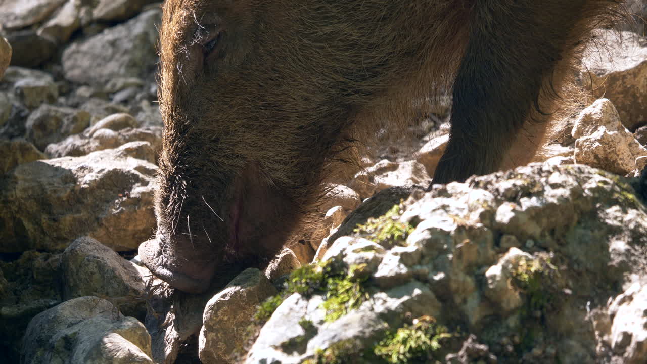 Primo piano ProRes di un grosso cinghiale che mangia la terra di un campo agricolo durante una giornata di sole.