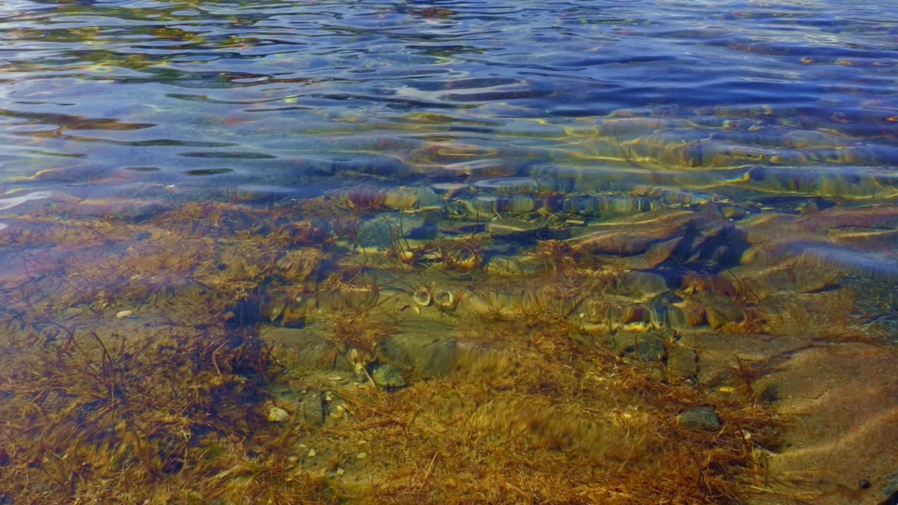 La sponda del lago con acqua cristallina e incontaminata e vegetazione e conchiglie visibili sul suo fondo roccioso