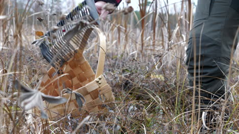 unrecognizable man harvesting cranberries with rake in scandinavian wetland