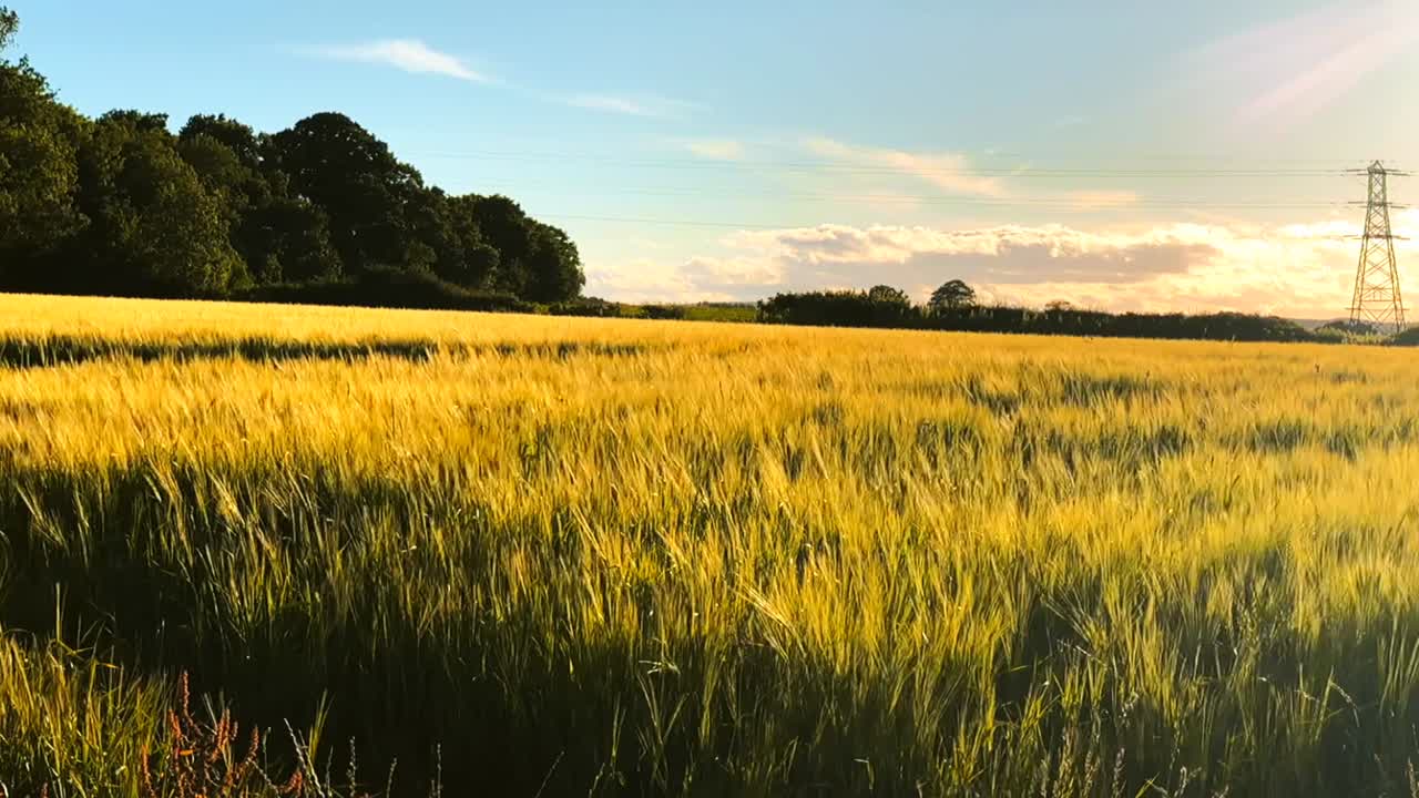 배경에 나무가 있는 푸른 하늘을 배경으로 긴 노란 풀이 있는 자연 따뜻한 들판