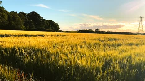natuurlijk warm veld met lang geel gras tegen een blauwe lucht met bomen op de achtergrond