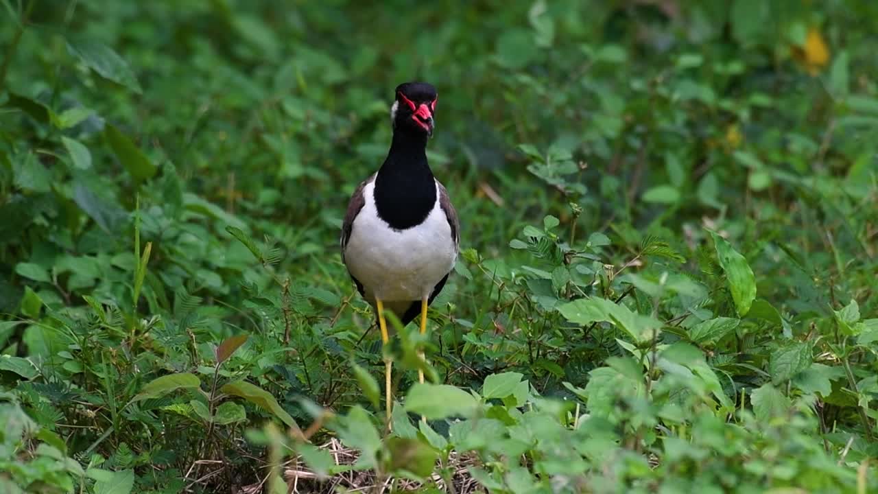 red-wattled lapwing은 태국에서 가장 흔한 새 중 하나입니다.