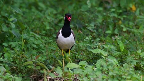 Der-Rotlappenkiebitz-Ist-Einer-Der-Häufigsten-Vögel-Thailands